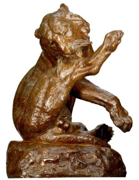 Tigre du Bengale se léchant la patte - Giacomo Merculiano