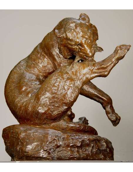 Tigre du Bengale se léchant la patte - Giacomo Merculiano