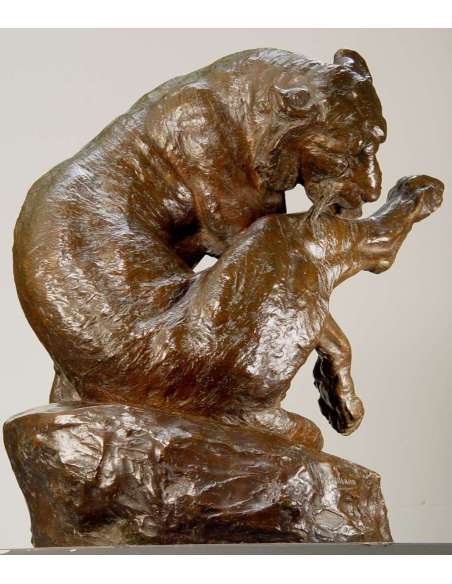 Tigre du Bengale se léchant la patte - Giacomo Merculiano